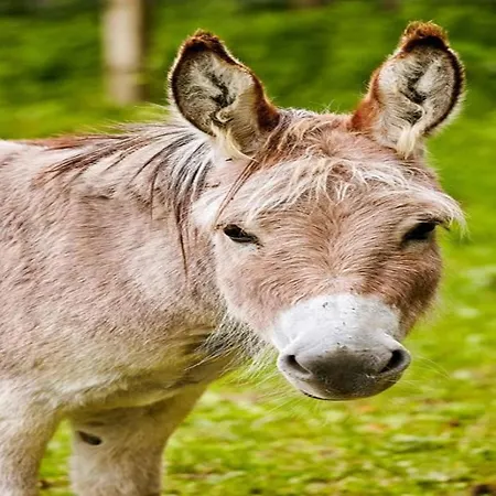 Furnished With Peaceful Neighbourhood Holiday home Meschede