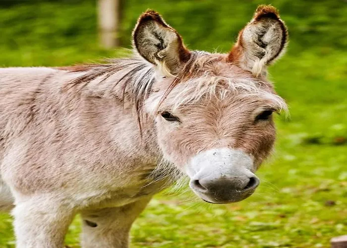 Furnished With Peaceful Neighbourhood بيت للعطل ميشيده